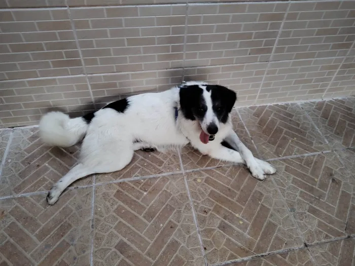 Cachorro ra a Border collie idade 1 ano nome Boomer