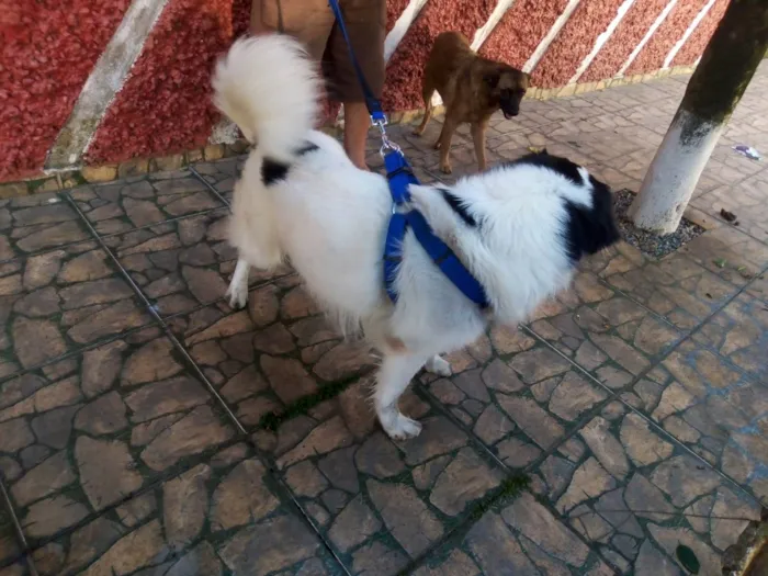 Cachorro ra a Border collie idade 1 ano nome Boomer