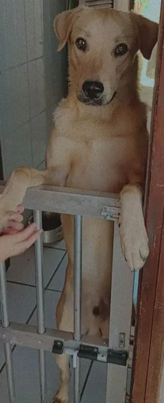 Cachorro ra a SRD-ViraLata idade 2 anos nome Paçoca 