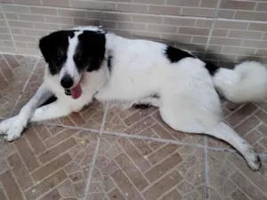 Cachorro raça Border collie idade 1 ano nome Boomer