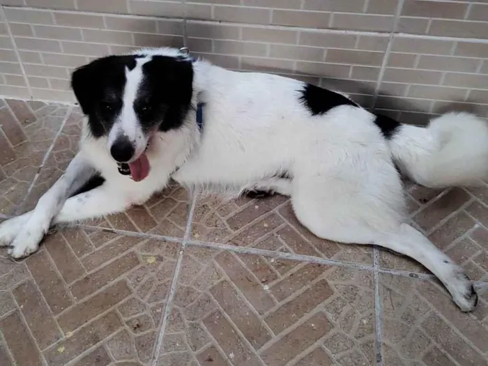 Cachorro ra a Border collie idade 1 ano nome Boomer