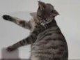 Mel