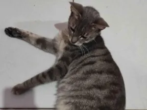 Gato raça  idade 1 ano nome Mel