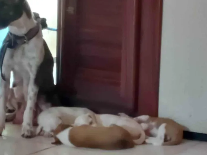 Cachorro ra a SRD-ViraLata idade Abaixo de 2 meses nome Filhotes