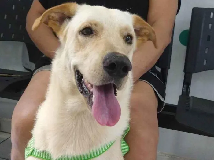 Cachorro ra a SRD-ViraLata idade 2 anos nome Ivar