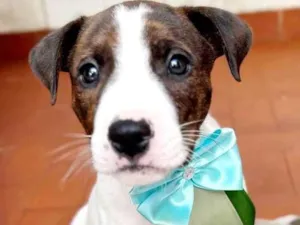 Cachorro raça Srd idade 2 a 6 meses nome Prince