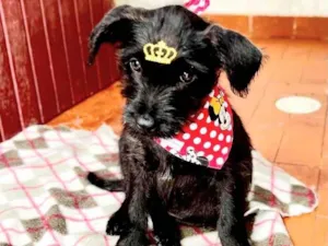 Cachorro raça SRD idade 2 a 6 meses nome Kiara