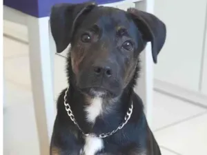 Cachorro raça Labrador com vira-lata  idade 2 a 6 meses nome Night