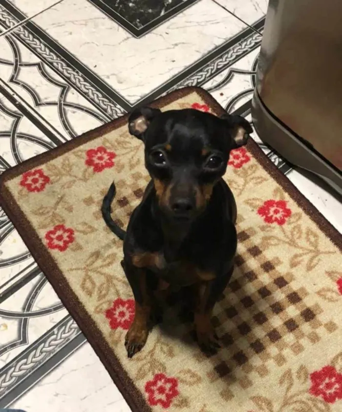 Cachorro ra a Pinscher idade 4 anos nome GRATIFICA - LUCKY