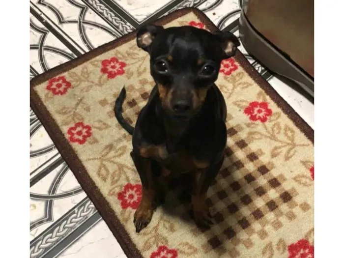 Cachorro ra a Pinscher idade 4 anos nome GRATIFICA - LUCKY