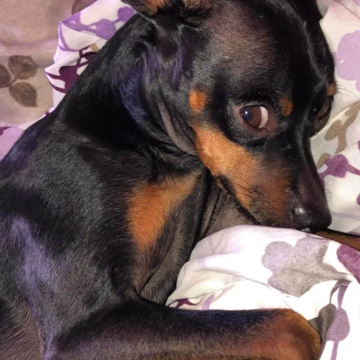 Cachorro ra a Pinscher idade 4 anos nome GRATIFICA - LUCKY