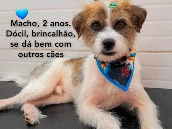 Cachorro ra a SRD idade 2 anos nome Bob