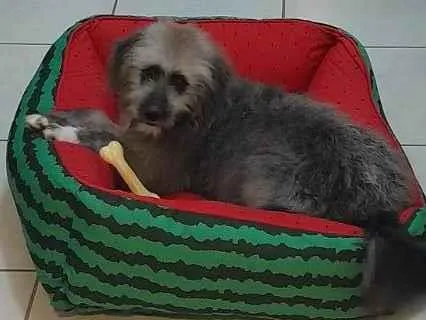 Cachorro ra a SRD-ViraLata idade 1 ano nome Cindy