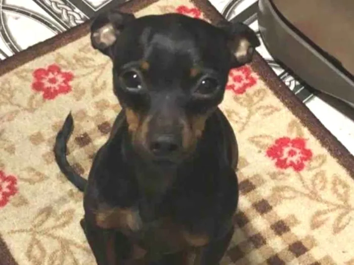 Cachorro ra a Pinscher idade 4 anos nome GRATIFICA - LUCKY