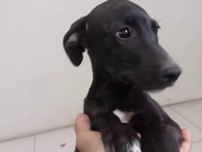Cachorro raça SRD-ViraLata idade 2 a 6 meses nome Sem nome