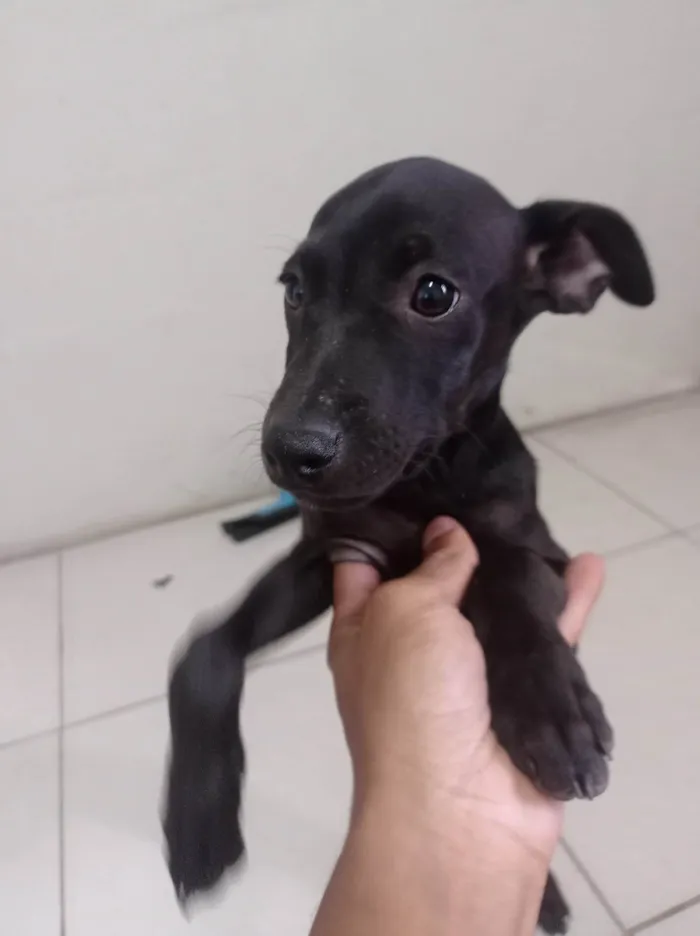 Cachorro raça SRD-ViraLata idade 2 a 6 meses nome Sem nome
