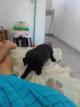 Banguela
