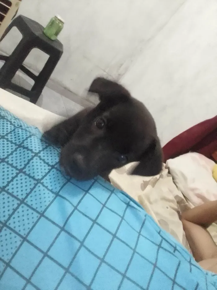 Cachorro ra a SRD-ViraLata idade 2 a 6 meses nome Banguela
