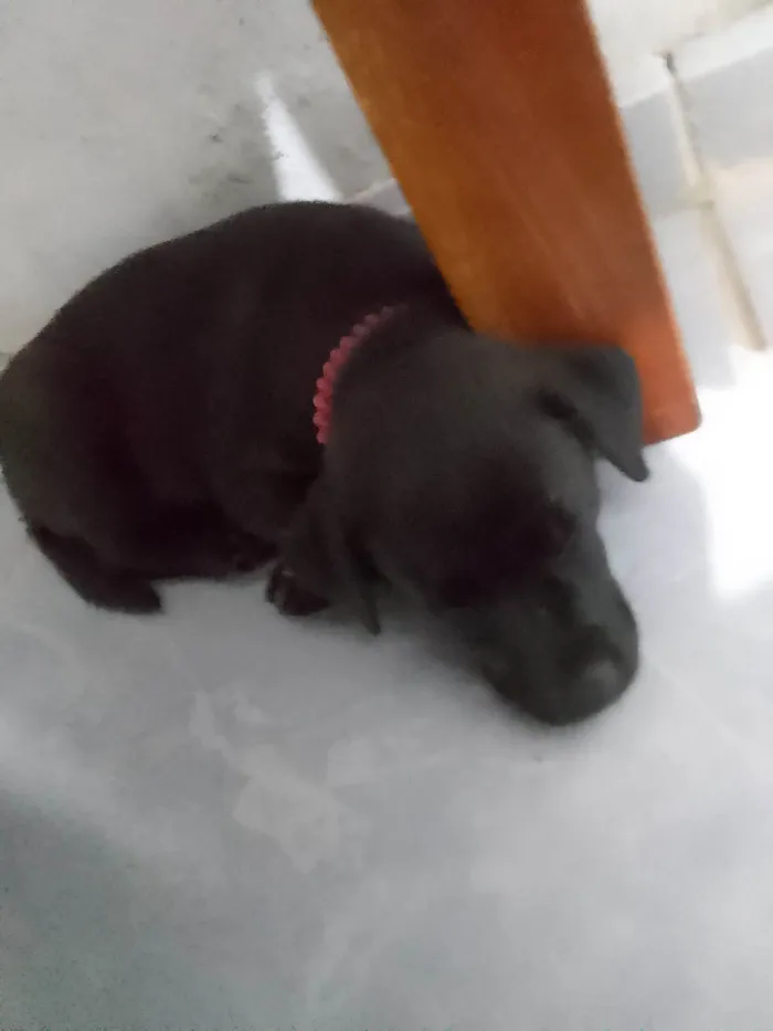 Cachorro ra a SRD-ViraLata idade 2 a 6 meses nome Banguela