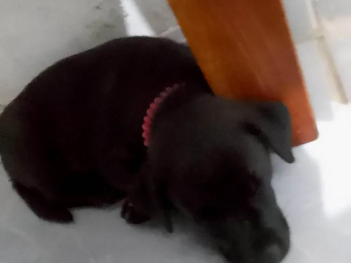 Cachorro ra a SRD-ViraLata idade 2 a 6 meses nome Banguela