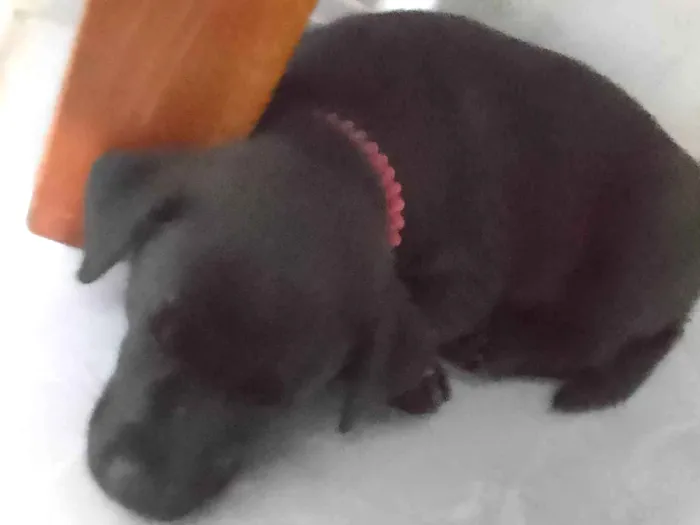 Cachorro ra a SRD-ViraLata idade 2 a 6 meses nome Banguela