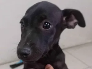 Cachorro raça SRD-ViraLata idade 2 a 6 meses nome Sem nome