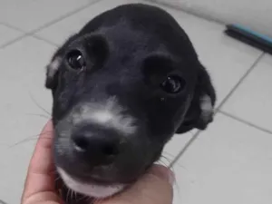 Cachorro raça SRD-ViraLata idade 2 a 6 meses nome Sem nome