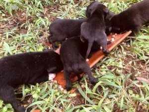 Cachorro raça SRD-ViraLata idade Abaixo de 2 meses nome MÃE E BEBÊS FÊMEAS