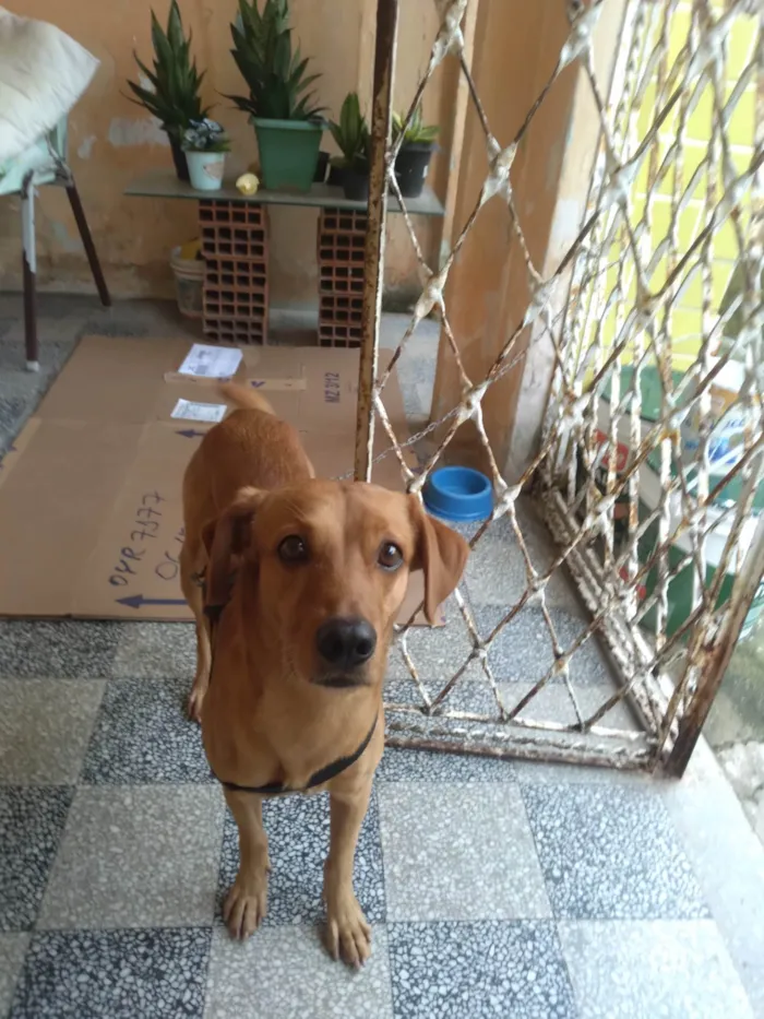 Cachorro ra a Sem raça  idade 2 anos nome Bug 