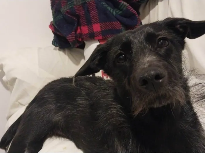 Cachorro raça Vira lata idade 7 a 11 meses nome Lucy