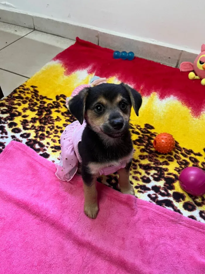 Cachorro raça SRD-ViraLata idade 2 a 6 meses nome Gin