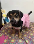 Cachorro raça SRD-ViraLata idade 2 a 6 meses nome Gin