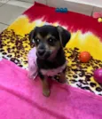 Cachorro raça SRD-ViraLata idade 2 a 6 meses nome Gin
