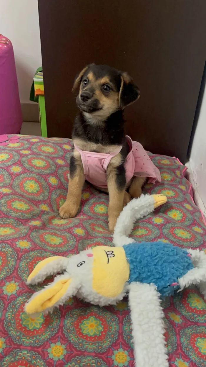 Cachorro raça SRD-ViraLata idade 2 a 6 meses nome Gin