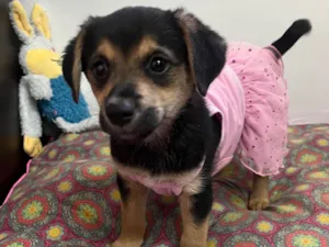 Cachorro raça SRD-ViraLata idade 2 a 6 meses nome Gin