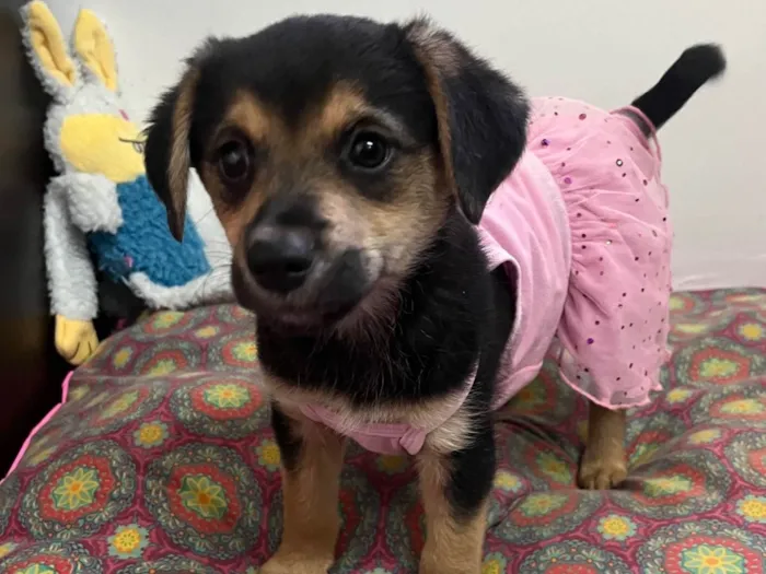 Cachorro raça SRD-ViraLata idade 2 a 6 meses nome Gin