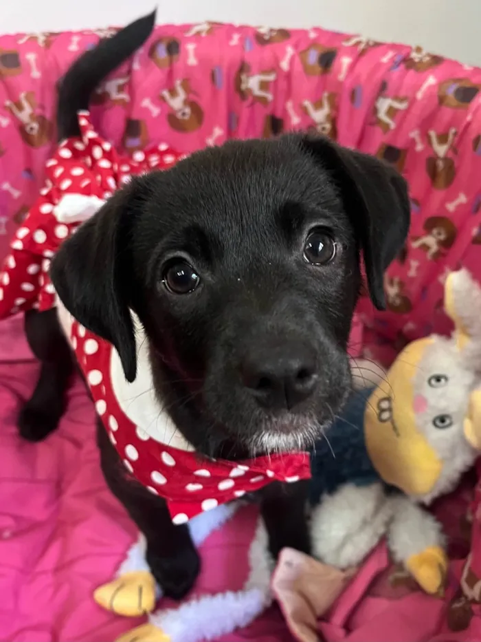 Cachorro raça SRD-ViraLata idade 2 a 6 meses nome Molly