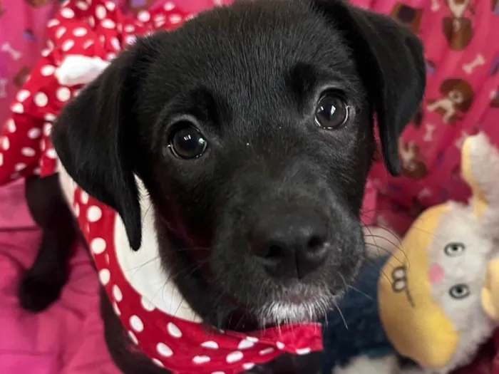 Cachorro raça SRD-ViraLata idade 2 a 6 meses nome Molly