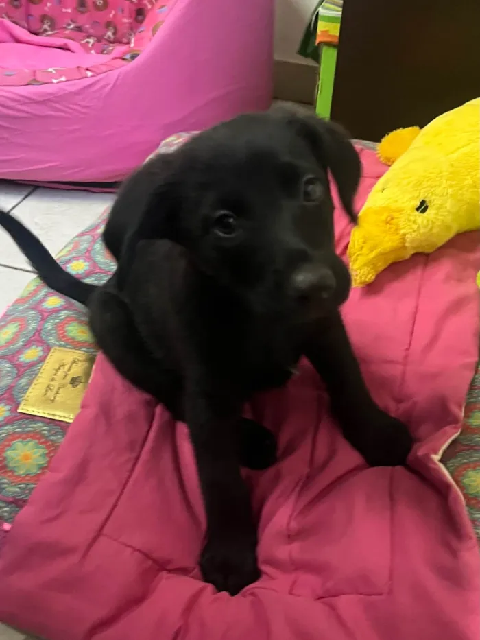 Cachorro raça SRD-ViraLata idade 2 a 6 meses nome Benny