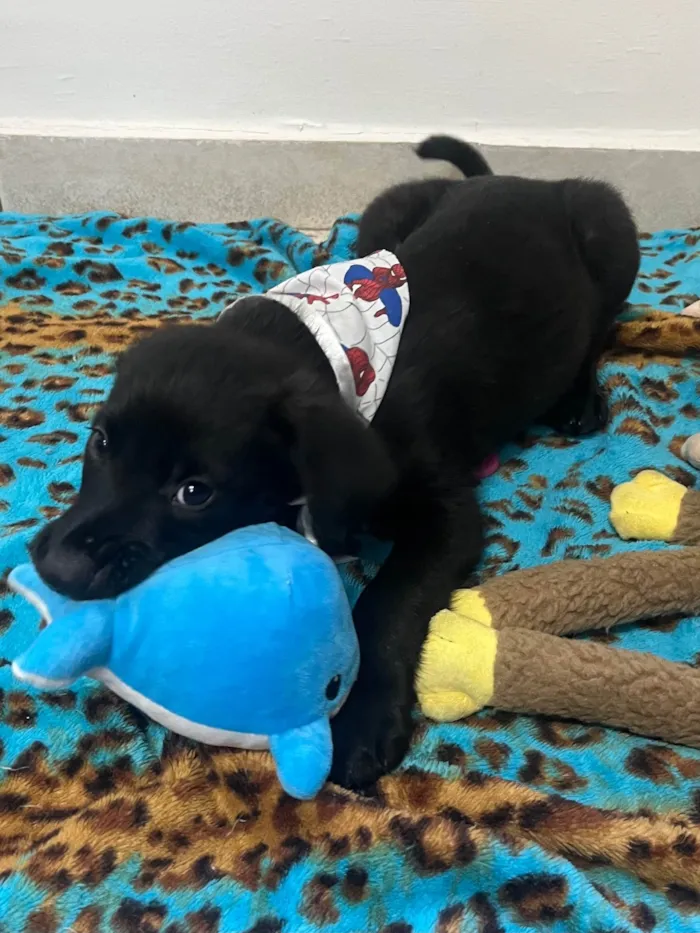 Cachorro raça SRD-ViraLata idade 2 a 6 meses nome Benny