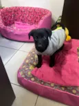 Cachorro raça SRD-ViraLata idade 2 a 6 meses nome Benny
