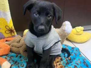 Cachorro raça SRD-ViraLata idade 2 a 6 meses nome Benny