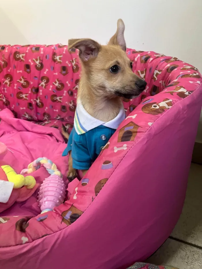 Cachorro raça SRD-ViraLata idade 2 a 6 meses nome Aramis