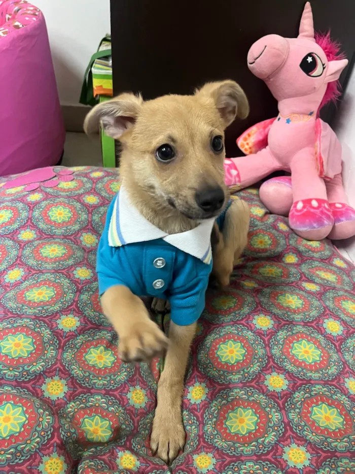 Cachorro raça SRD-ViraLata idade 2 a 6 meses nome Aramis