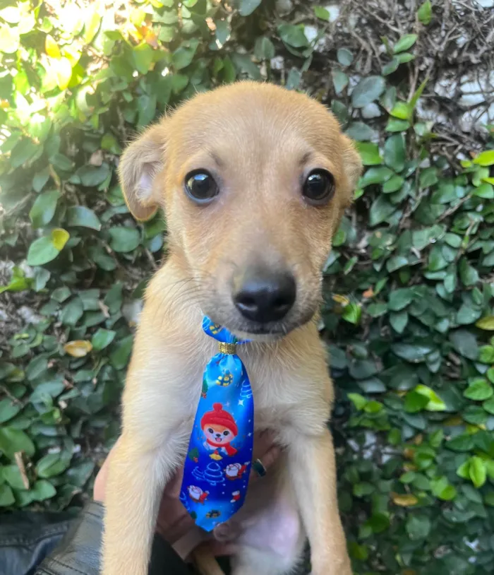 Cachorro raça SRD-ViraLata idade 2 a 6 meses nome Aramis