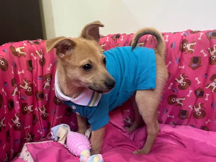 Cachorro raça SRD-ViraLata idade 2 a 6 meses nome Aramis