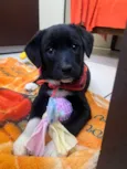 Cachorro raça SRD-ViraLata idade 2 a 6 meses nome Léia