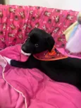Cachorro raça SRD-ViraLata idade 2 a 6 meses nome Léia