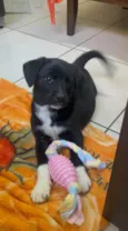 Cachorro raça SRD-ViraLata idade 2 a 6 meses nome Léia