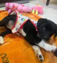 Cachorro raça SRD-ViraLata idade 2 a 6 meses nome Léia